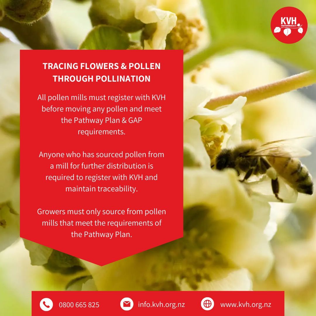 Kiwifruit Vine Health (@kvhnz) on Twitter photo Pollination is one of the most important activities in the orchard calendar and the movement of pollen & flowers between orchards & regions must be managed to minimise risk of disease spread. Find a list of KPCS certified pollen mills and registered  distributors on our website. Pollination is one of the most important activities in the orchard calendar and the movement of pollen & flowers between orchards & regions must be managed to minimise risk of disease spread. Find a list of KPCS certified pollen mills and registered  distributors on our website.