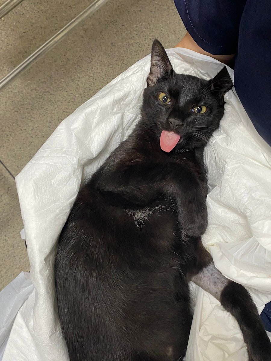 driedpurplehaze's tweet photo. arrancarao as bolas do meu gato 😥 https://t.co/JowSS0lQVv