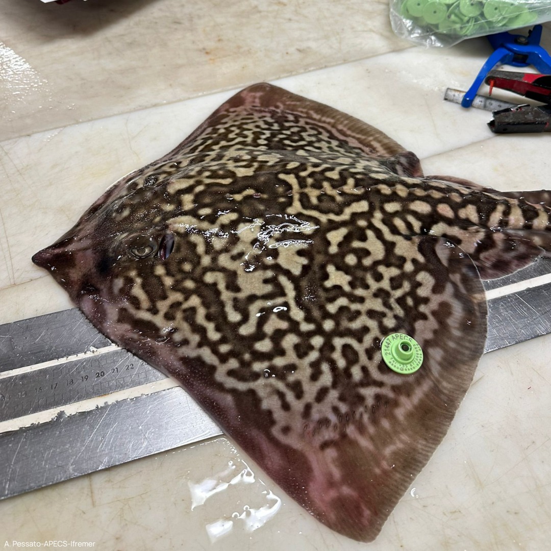 Association APECS tweet media