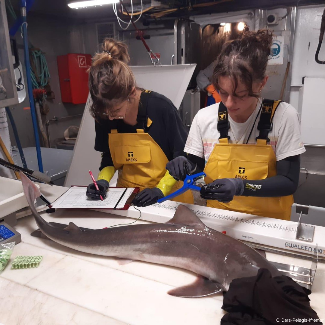 Association APECS tweet media