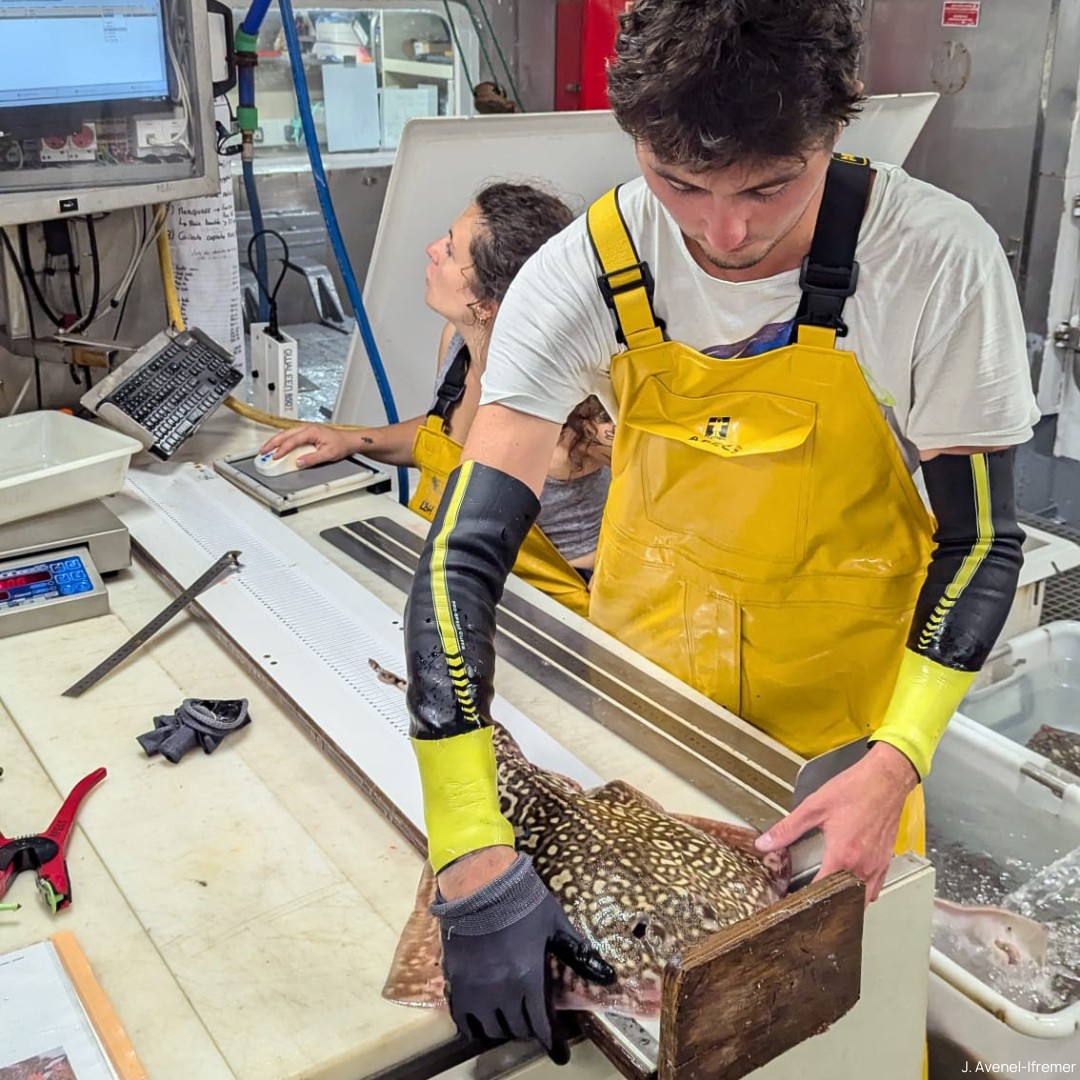 Association APECS tweet media