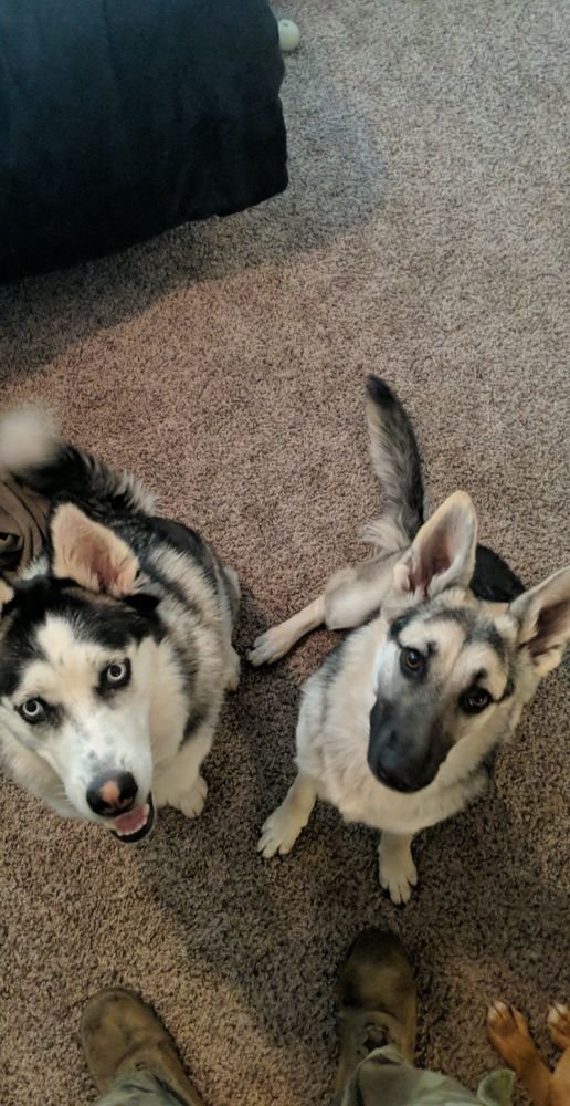 Going live at 4:30 pm Central with more Gyromite practice because I'm procrastinating on finding a new game for them.  Can Raven get her second clear? twitch.tv/ginnja