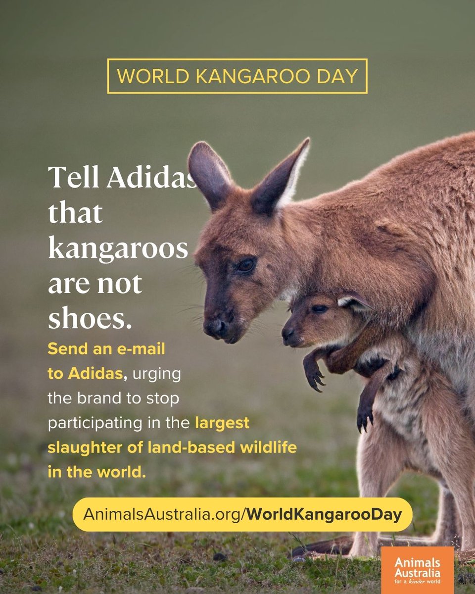 Animals Australia tweet media
