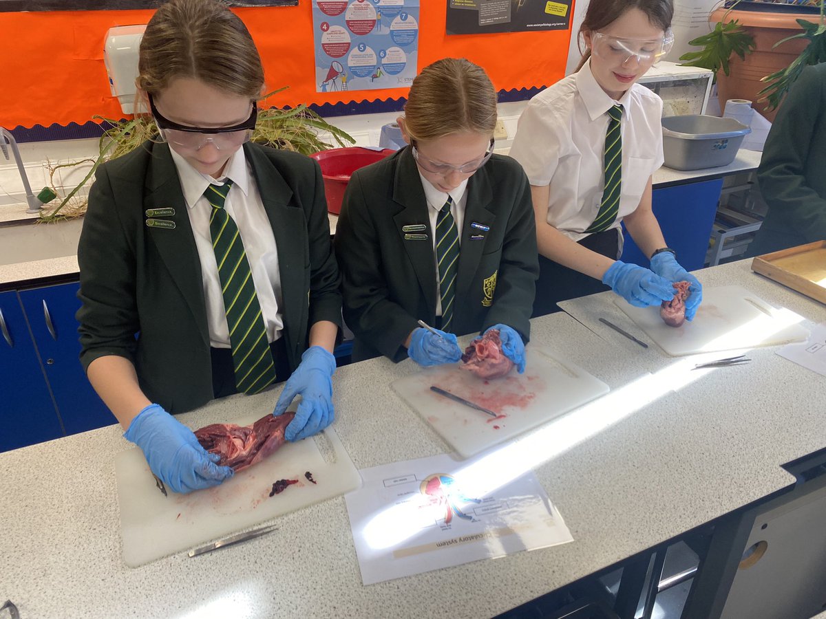 NewentScience's tweet photo. Newent’s Biology Week Dissection Club - putting the heart into our HEART values: students from all year groups working together #excellence#teamwork #newentscience #newentschool https://t.co/B0oKW0UwQe