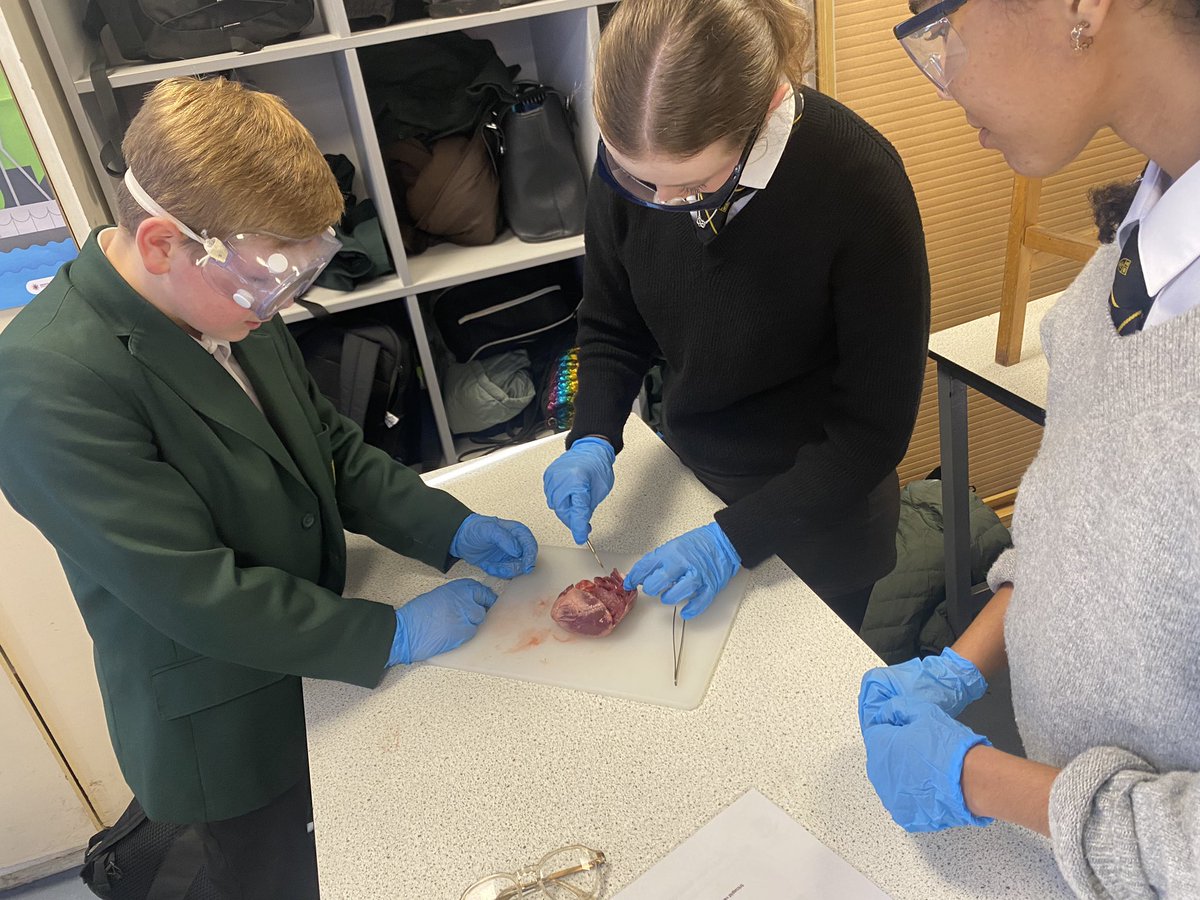 NewentScience's tweet photo. Newent’s Biology Week Dissection Club - putting the heart into our HEART values: students from all year groups working together #excellence#teamwork #newentscience #newentschool https://t.co/B0oKW0UwQe