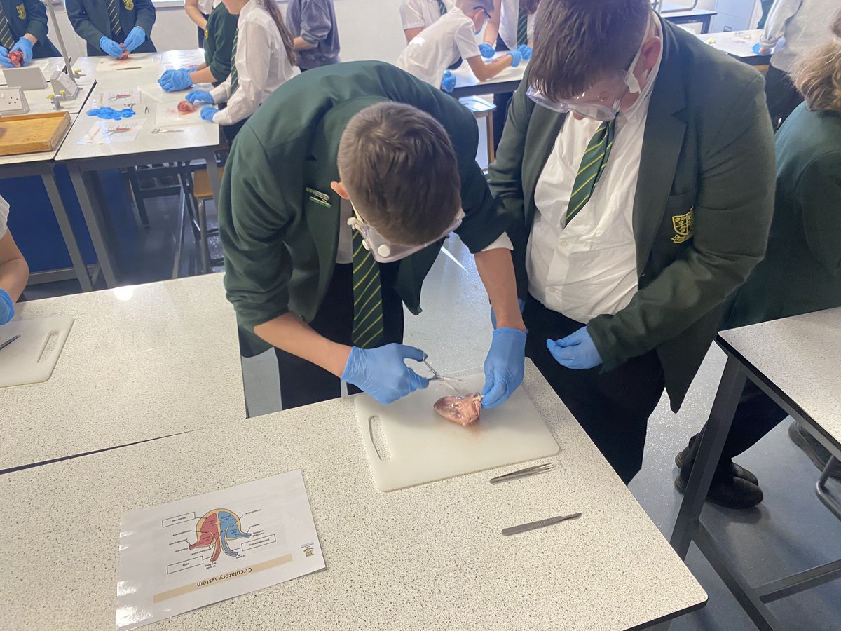 NewentScience's tweet photo. Newent’s Biology Week Dissection Club - putting the heart into our HEART values: students from all year groups working together #excellence#teamwork #newentscience #newentschool https://t.co/B0oKW0UwQe