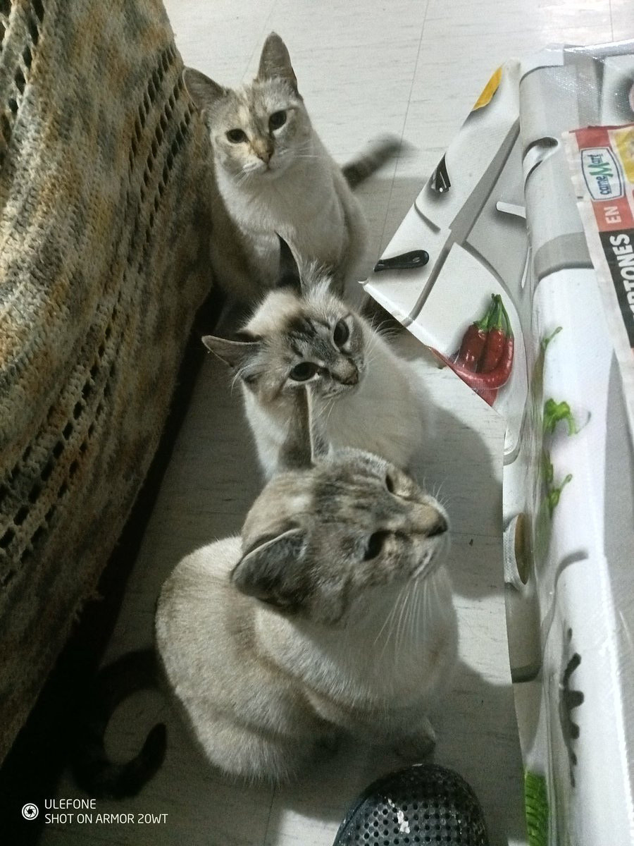 ElWhitElmL's tweet photo. @ShouldHaveCat Too much system. 🐱🐱🐱 https://t.co/t9CWH6xoWU