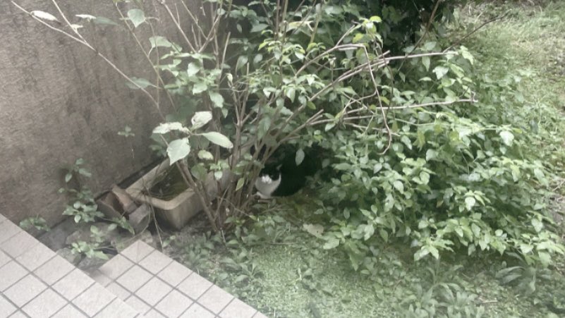 koooooooook9115's tweet photo. 🐈‍⬛🤍 https://t.co/X5LNbM4ZZF