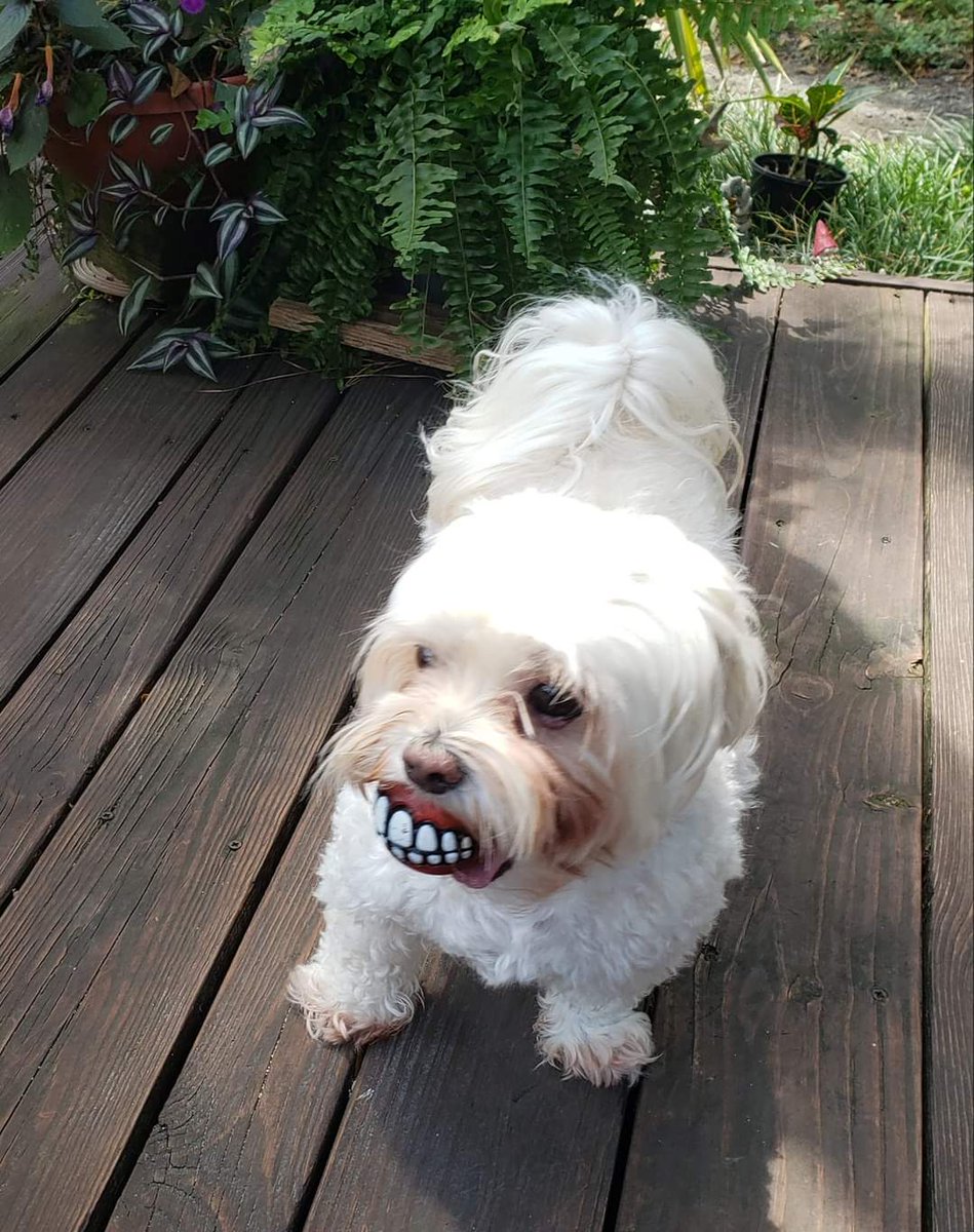 christyeluster's tweet photo. @JohnDParody Tucker holding a ball with teeth 😬 https://t.co/aTF6xw2bCN