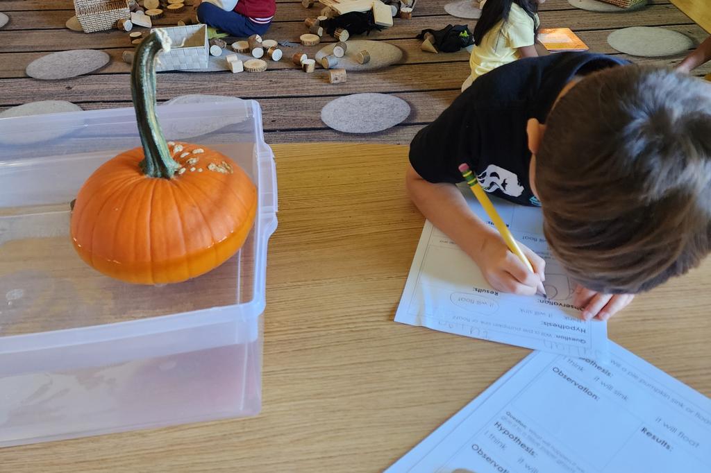 AvilaFDK106's tweet photo. Will a pumpkin sink or float?
Ss made hypotheses &amp; then we tested it out. As a follow-up, Ss recorded their observations &amp; results.
@AvilaDPCDSB @dp_EarlyYears https://t.co/qd4L7Cy5ZC