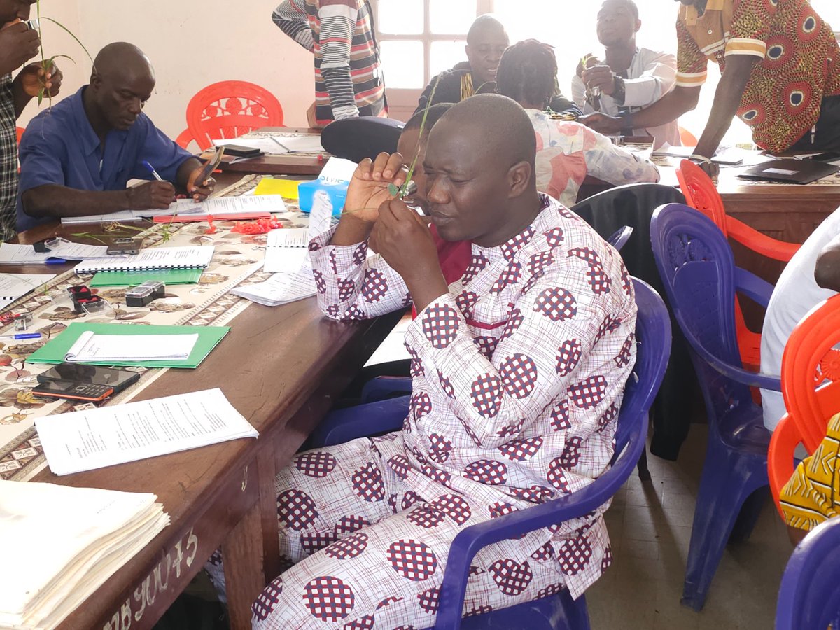 HerbierGuinee's tweet photo. Jour 3 de la formation - Monocotyledones! On a parlé sur les différences entre des organes souterraines, les #Poaceae et #Cyperaceae, les orchidées entres autres. Les participants à persévéré ! @KewAfrica @UKBCFs @CharlotteCouch1 @mobotgarden https://t.co/KSmWgskUpA