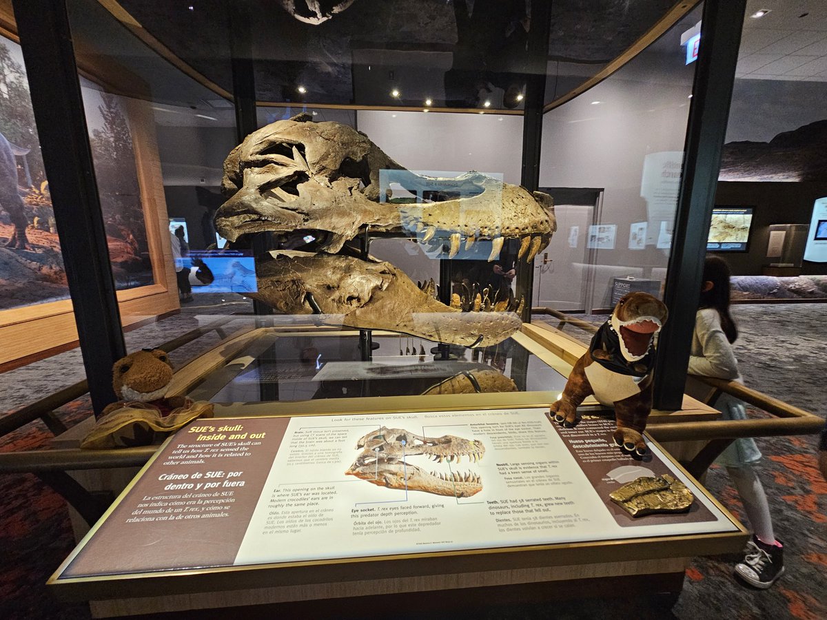 Thaddeus and Charlotte Rex took their very first field trip to Chicago to meet their long lost cousin <a href="/SUEtheTrex/">SUE the T. rex 🦖</a> . 10/10 recommend visiting  and 0/10 recommend meteors. <a href="/FieldMuseum/">Field Museum</a> #littlearmsbigheart #leavinganimprint
