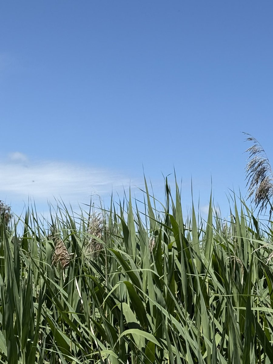 r_jon4's tweet image. #nature #sky #puzzle 🌏🧩❤️🌻