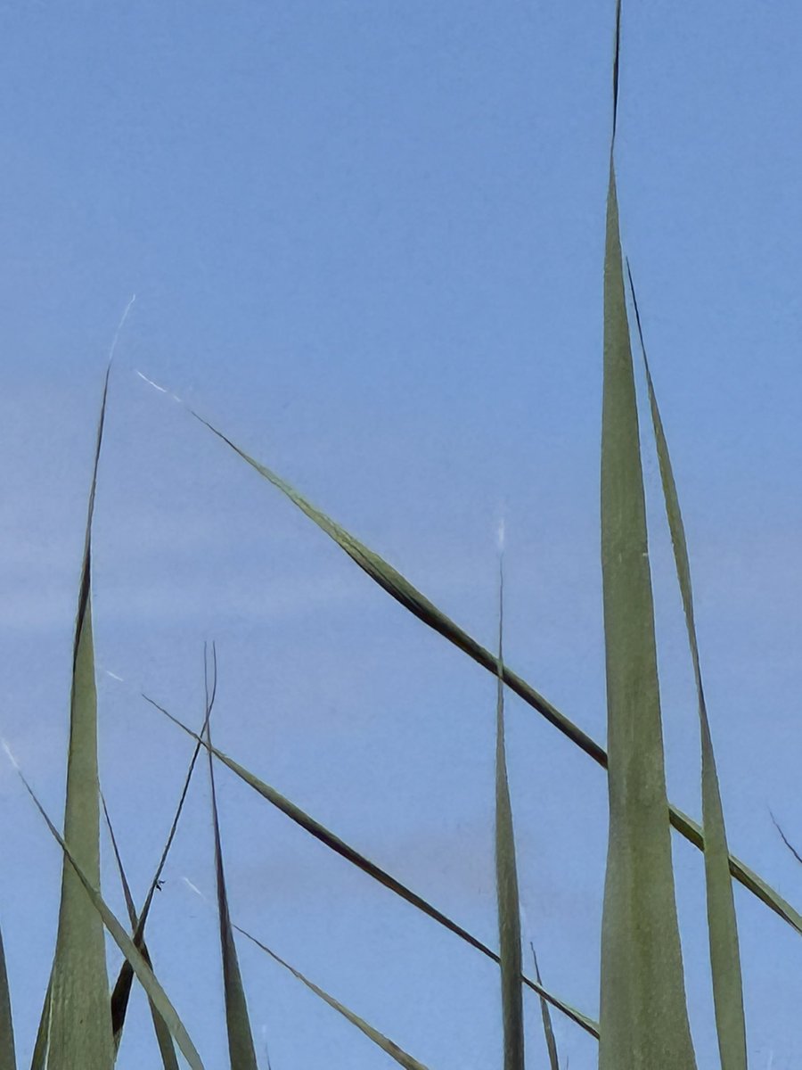 r_jon4's tweet image. #nature #sky #puzzle 🌏🧩❤️🌻