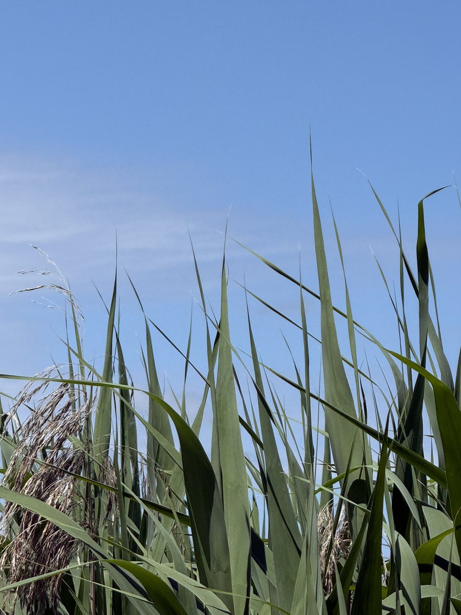 r_jon4's tweet image. #nature #sky #puzzle 🌏🧩❤️🌻