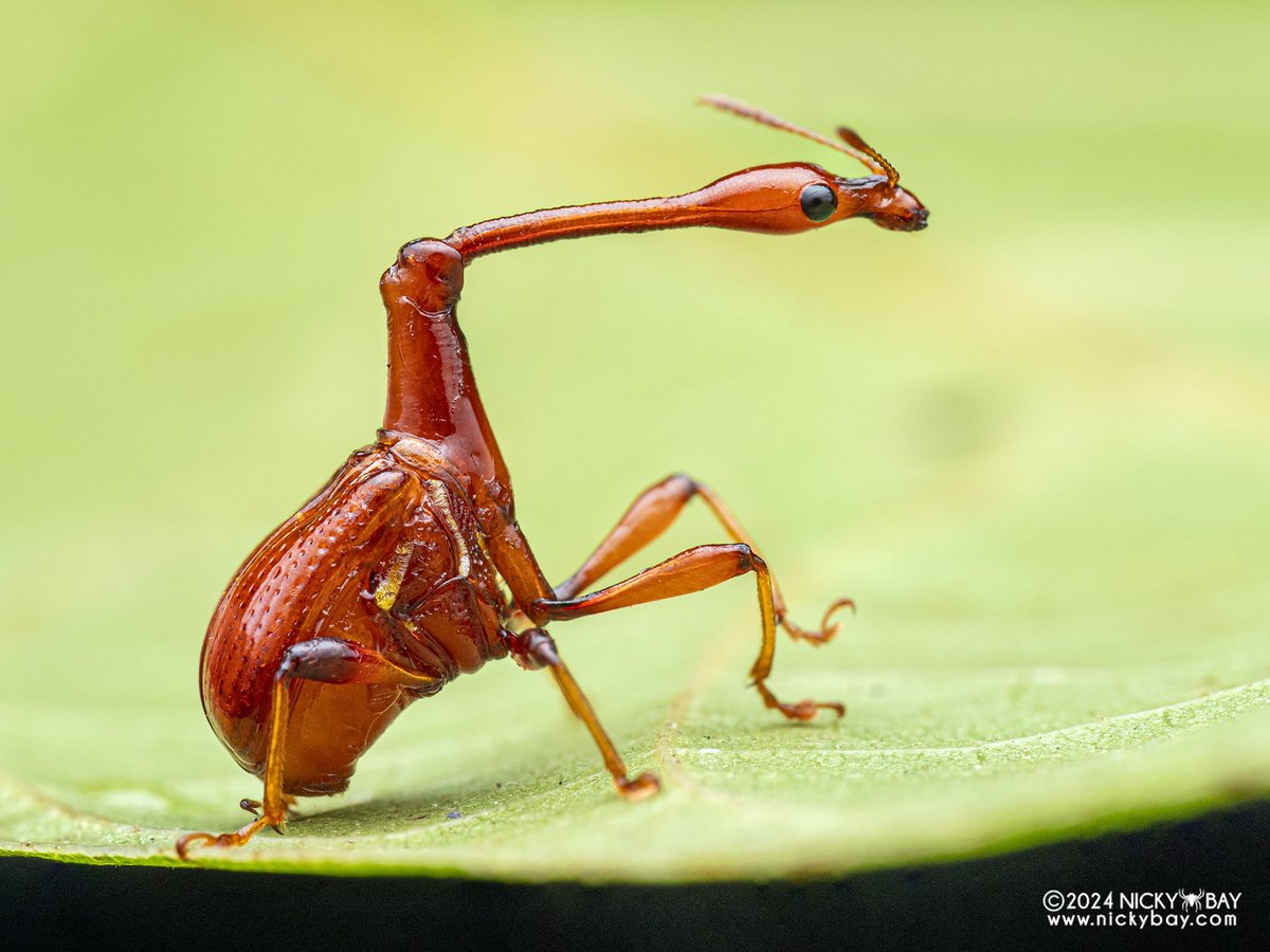 Mini-Giraffe!