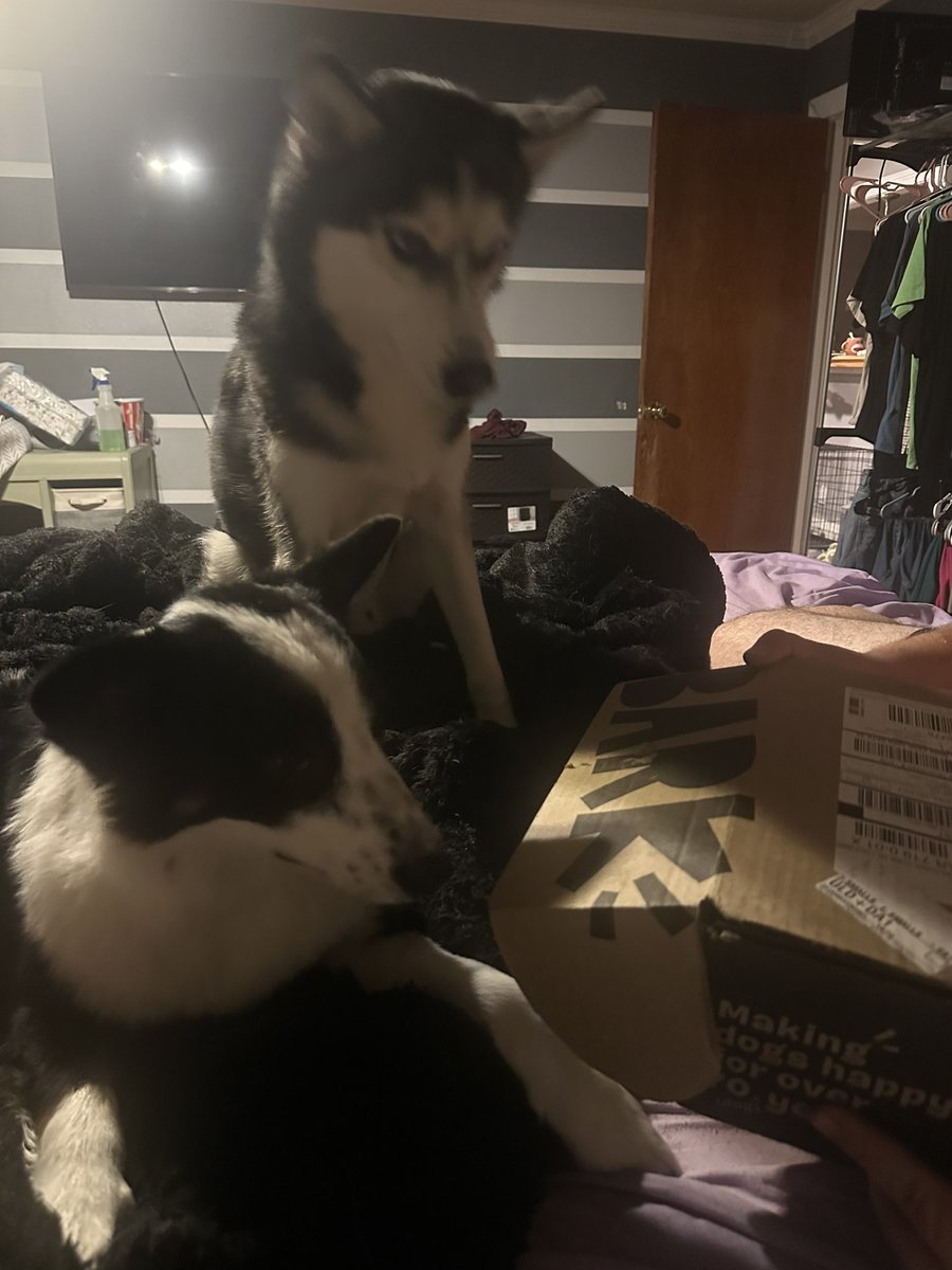kianx1995's tweet photo. Their favorite day of the month @barkbox https://t.co/nvX1GMG9wn