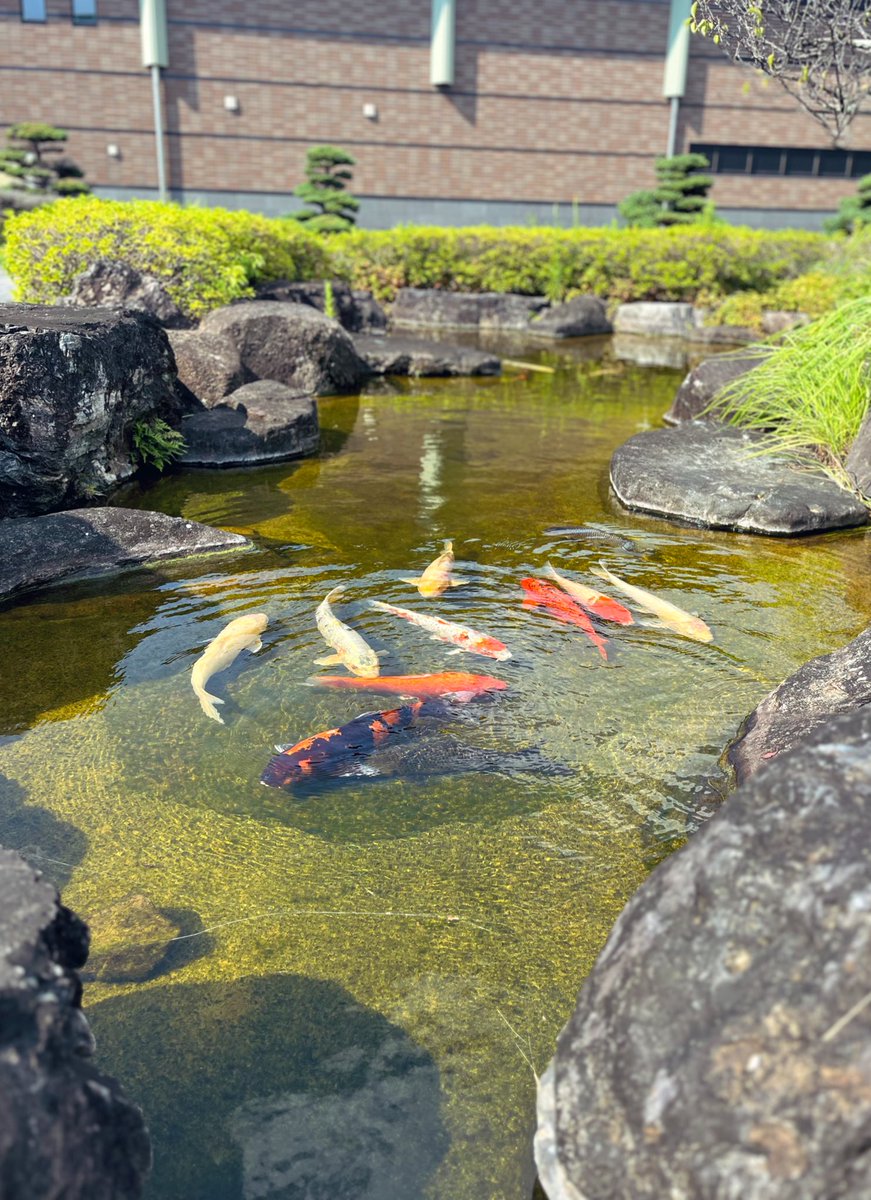 NoAirch's tweet photo. 池のおく園にて

#写真好きな人と繫がりたい 
#池のおく園 https://t.co/DYYrCfpP0V