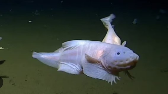 EdulabIND's tweet photo. 🐟🌊 Snailfish: Hantu Lembut dari Laut Terdalam! 🌊🐟

Hidup di kedalaman ekstrem hingga lebih dari 8.000 meter, snailfish adalah makhluk yang tampak lembut tapi mampu bertahan di tekanan laut yang luar biasa! Di dunia tanpa cahaya, mereka bergerak seperti hantu di dasar samudra https://t.co/1wc2WQkkga