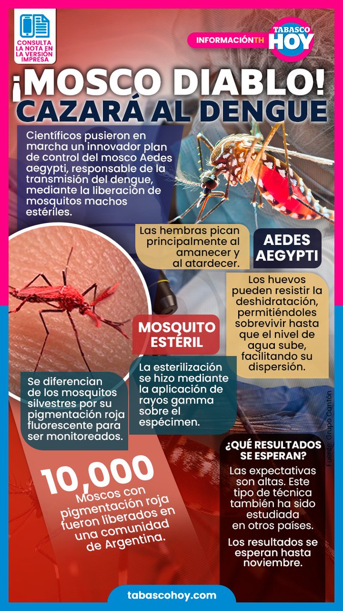 TabascoHOY's tweet photo. #Infografía📌| ¡Mosco Diablo! cazará al dengue 🦟

Científicos pusieron en marcha un innovador plan de control del mosco Aedes aegypti, responsable de la transmisión del dengue, mediante la liberación de mosquitos machos estériles. 🦠😷

https://t.co/XgVUDpMfck https://t.co/tPUnzIVi9K