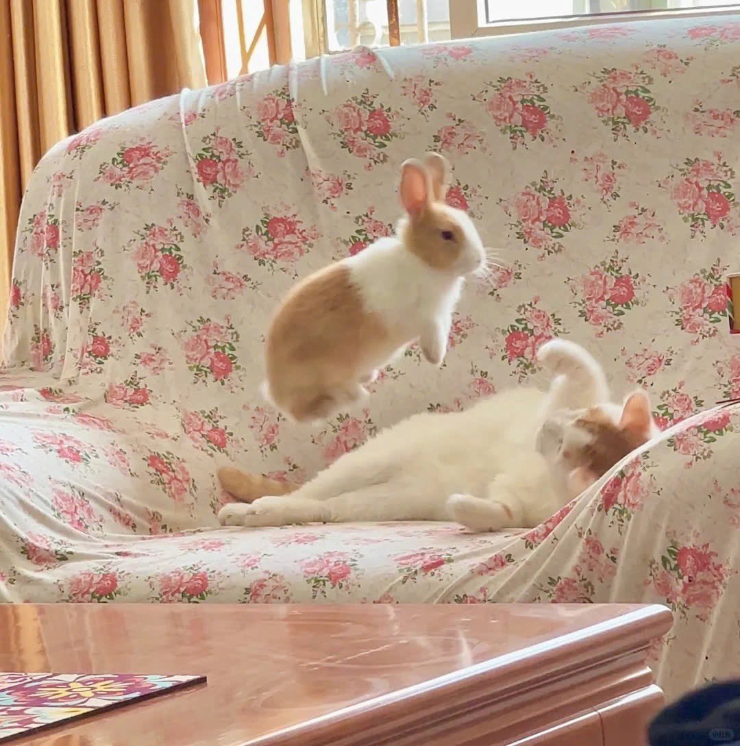 Why you should have a rabbit (@shouldhaverabit) on Twitter photo 