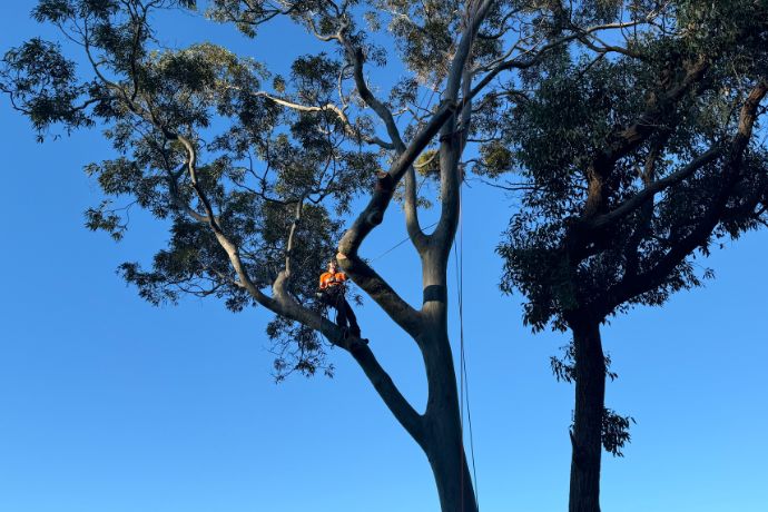 liamjones1215's tweet image. Spring Tree Care: Essential Tips 🌳🌸

🌿 Get your trees ready for the new season! Check out these spring tree care tips to keep your garden lush and thriving.🌞

Read: proclimbingtreeservices.com.au/spring-tree-ca…

#SpringTreeCare #TreeMaintenance #GardeningTips