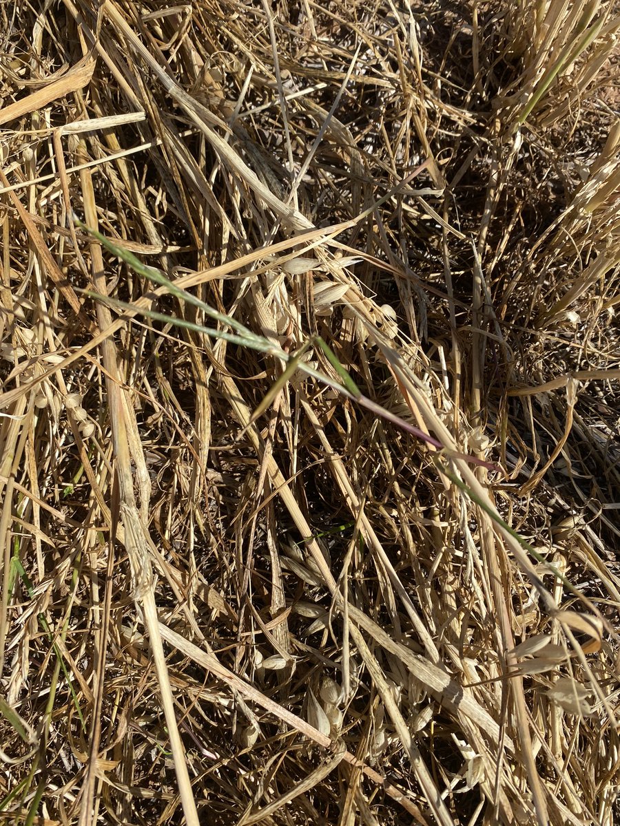 Another reason why paraquat is an essential tool in our farming system, sneaky rye putting out a seed head after glyphosate application &amp; hay cut. Paraquat planned when bales are off. This crop was stressed when cut &amp; coverage could have been an issue given high grass numbers.