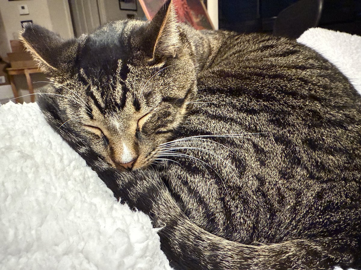 feistykitty3D tweet media