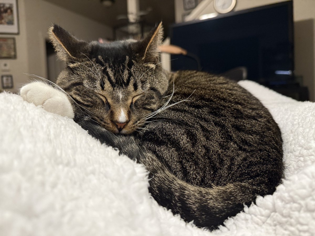 feistykitty3D tweet media