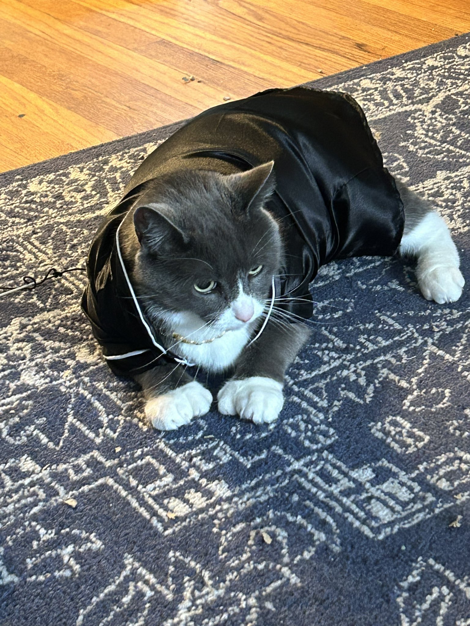 WendyDarling on X My fatass cat wearing silk pajamas who does he think he is Mew Hefner https t kPfYJLGL75 X