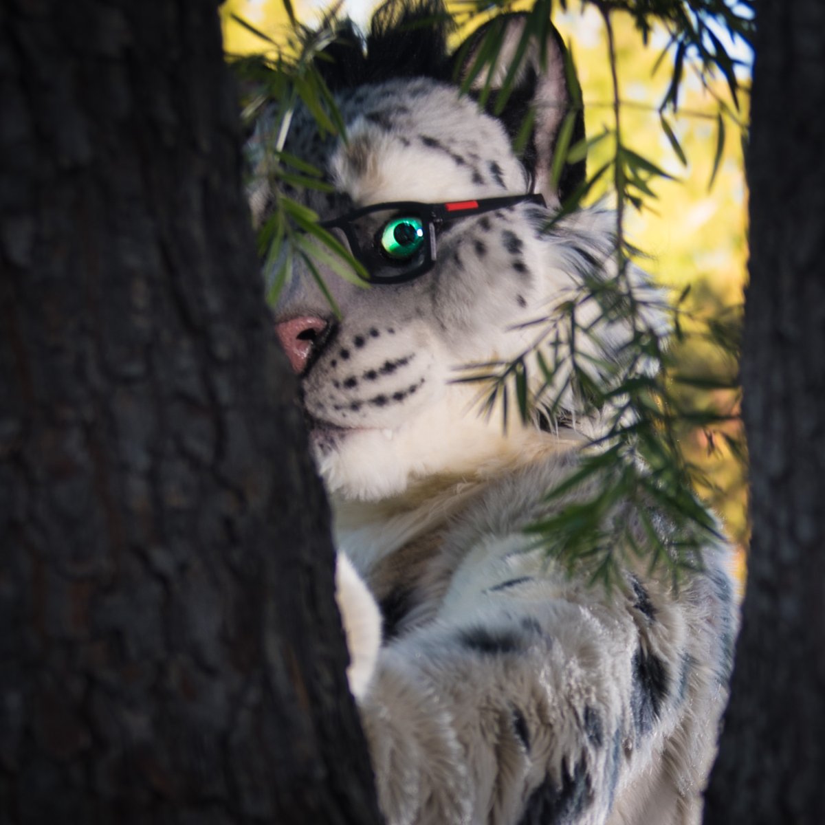 Fateclaw (@fateclaw) on Twitter photo *peek*
I heard today is #InternationalSnowLeopardDay!
πͺ‘: <a href="/Beetlefursuits/">Beetlecat.bsky.social</a>
πΈ: <a href="/Catamountphotos/">@Catamountain</a> *peek*
I heard today is #InternationalSnowLeopardDay!
πͺ‘: <a href="/Beetlefursuits/">Beetlecat.bsky.social</a>
πΈ: <a href="/Catamountphotos/">@Catamountain</a>