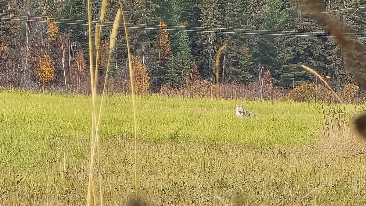 dc__outdoors's tweet photo. A big, healthy looking coyote from the blind.
#DCOUTDOORS #coyote #hunting #hunter #YouTube #YouTuber #Snacksquad #teamsnacks #bowhunt https://t.co/xaF7To8lD4