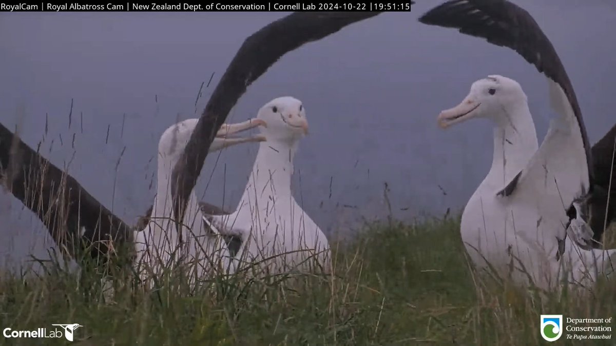 RoyalAlbatrossCam tweet media
