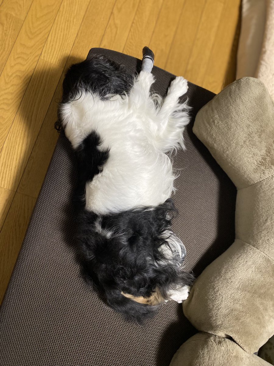 okaaahan's tweet photo. 昨日の朝と今朝
ほぼ同じ時間
ほぼ同じ体勢(笑)

#れれれのれっちゃん
#レム
#二枚の写真
#違いはどこだ https://t.co/2lZXd1NbC3