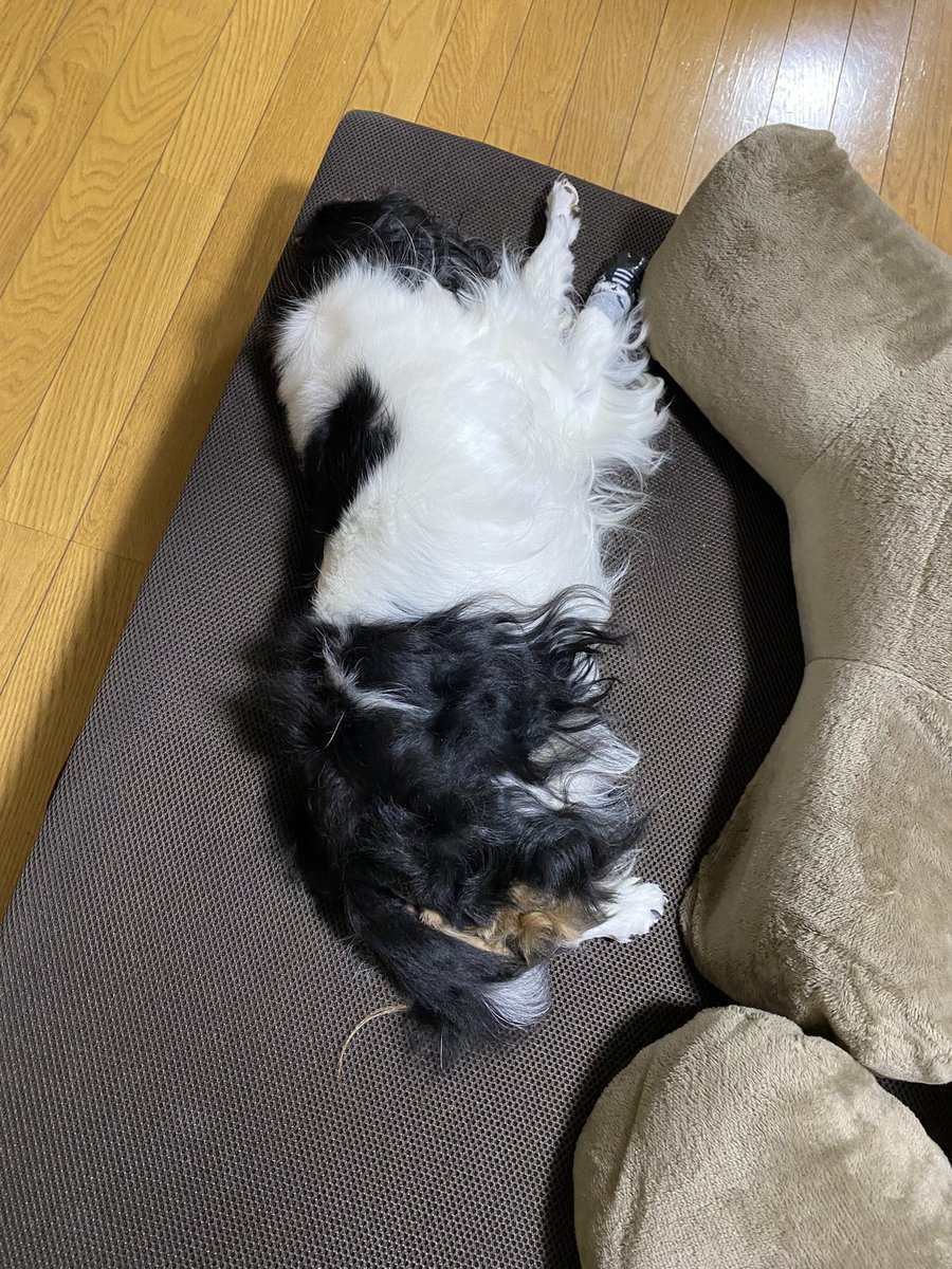 okaaahan's tweet photo. 昨日の朝と今朝
ほぼ同じ時間
ほぼ同じ体勢(笑)

#れれれのれっちゃん
#レム
#二枚の写真
#違いはどこだ https://t.co/2lZXd1NbC3