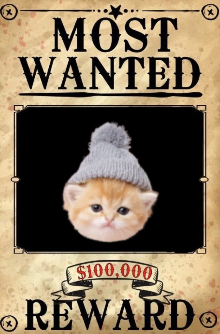 Most Wanted Kitty on Solana!!!! <a href="/kwif_on_sol/">ONLYDARK</a> ! 👀