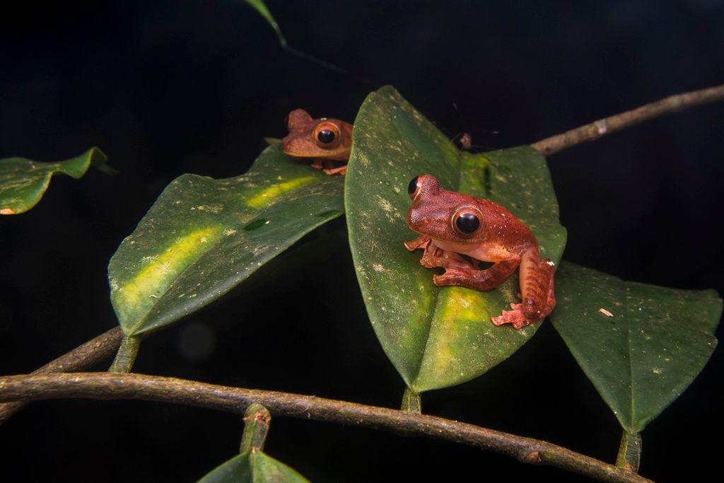 The Harlequin Tree Frog (Rhacophorus pardalis) from Brunei, Indonesia, Malaysia, Philippines, and Thailand 

📸 Jason Teo Jia Hong 
learn more at bit.ly/4haA3cO