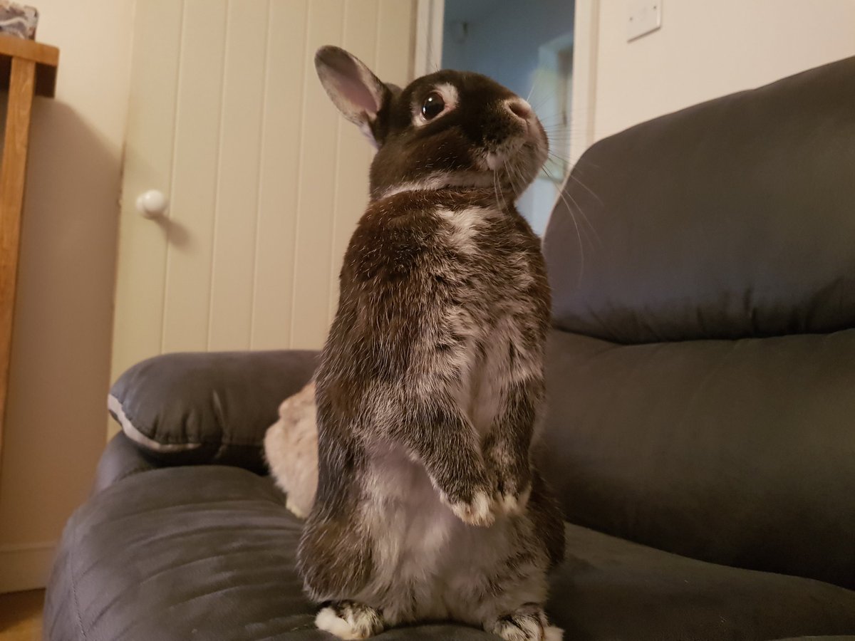 Hanna Rose tweet media