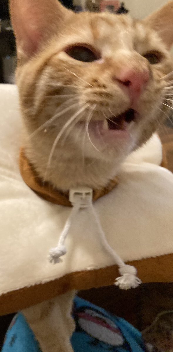 Butters in his bread collar, clearly a formal complaint was launched immediately.