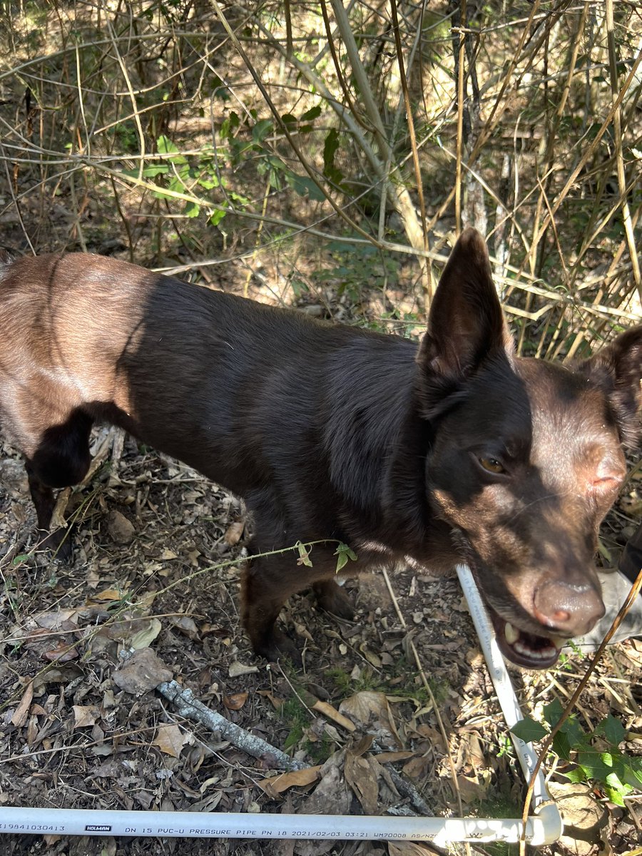 Christina Birnbaum PhD🍃 (@ch_birnbaum) on Twitter photo It’s truly fieldwork season in our group! 🌱🥾📏
Master of research project led by Fiona willl explore plant and endophyte diversity in dry dainforest.
Always a bonus to have some Canis lupus familiaris in our quadrats, too 😍
Thanks <a href="/DearnaleyJohn/">John Dearnaley</a> and <a href="/brooke_raphael_/">Brooke Raphael</a> It’s truly fieldwork season in our group! 🌱🥾📏
Master of research project led by Fiona willl explore plant and endophyte diversity in dry dainforest.
Always a bonus to have some Canis lupus familiaris in our quadrats, too 😍
Thanks <a href="/DearnaleyJohn/">John Dearnaley</a> and <a href="/brooke_raphael_/">Brooke Raphael</a>