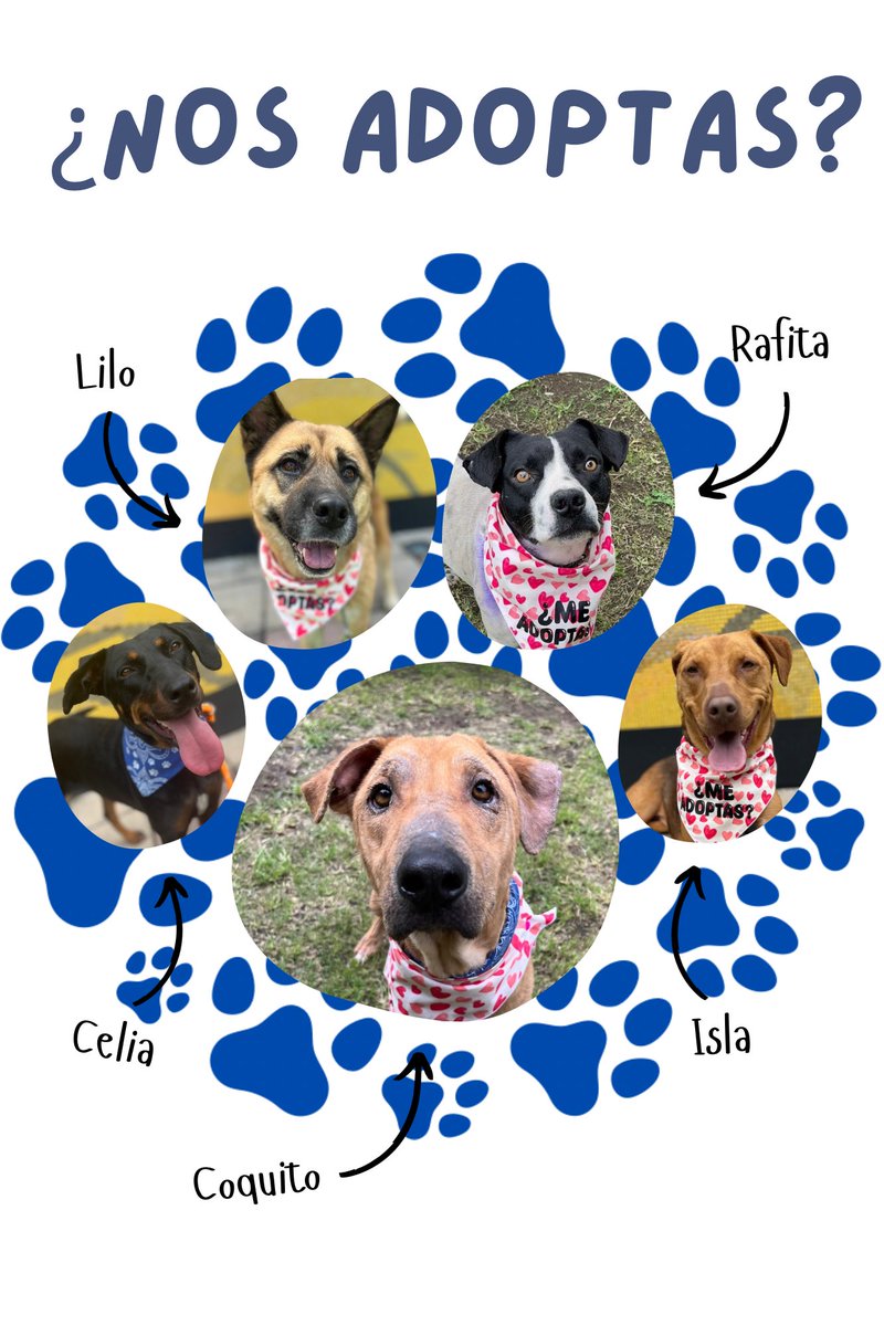 𝙷𝚎𝚕𝚊 𝙼𝚘𝚛𝚎 🐶 tweet media