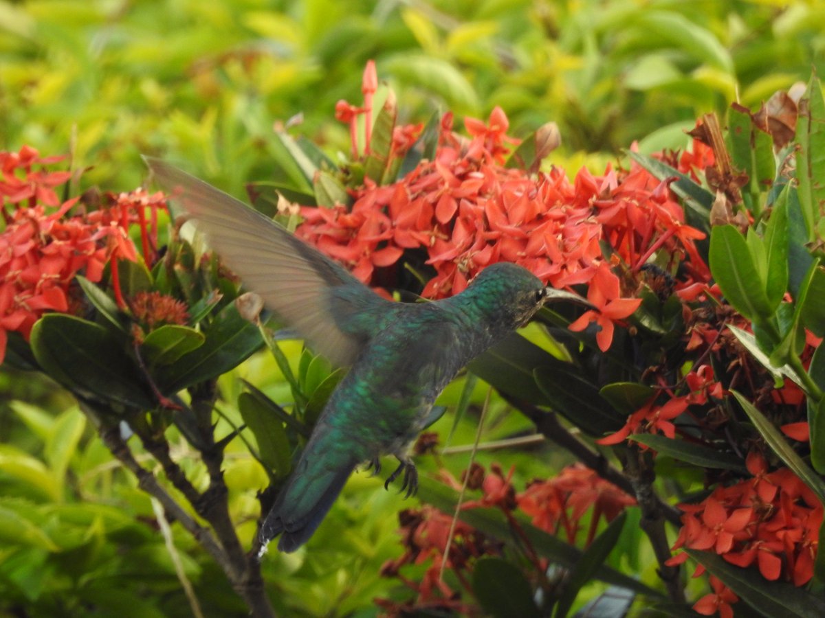 DeepSageApp's tweet photo. El Colibrí una de las aves más hermosas de la fauna colombiana. Foto de @ViejoEdy10 https://t.co/ljafQbc2qF
