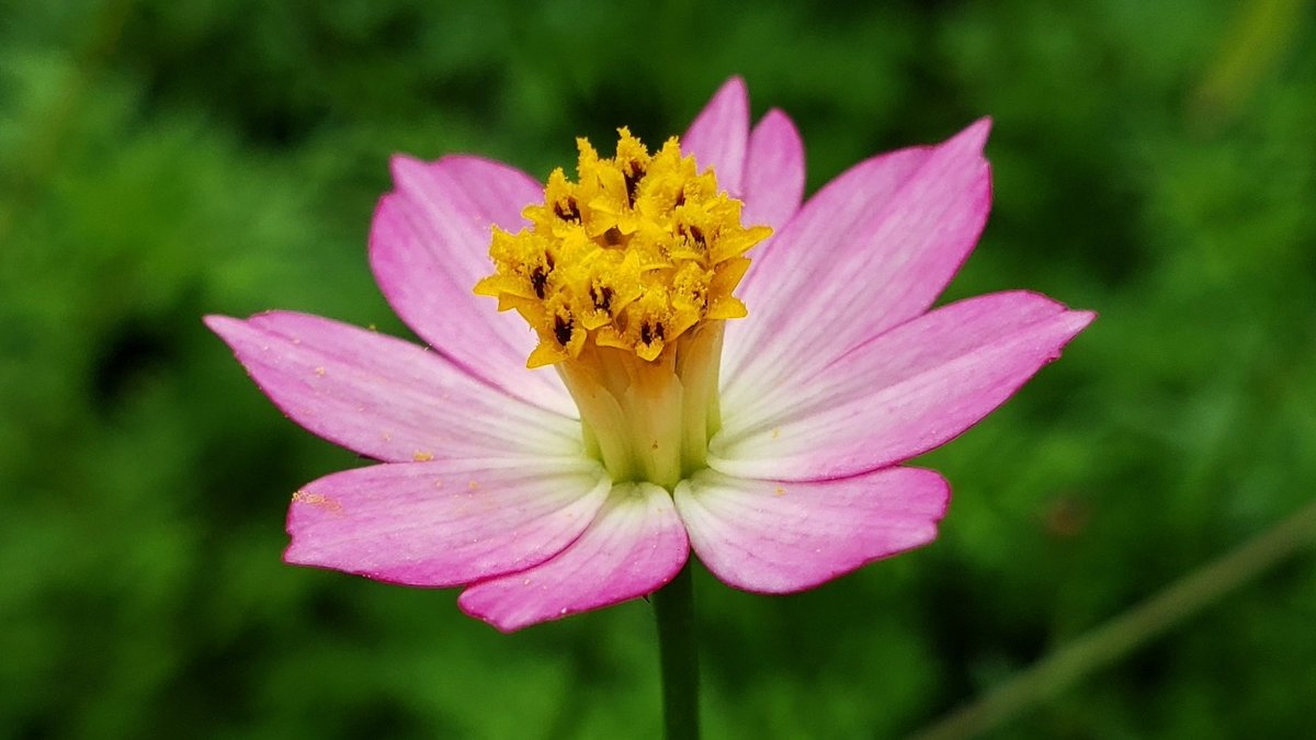 I don't have a dream. I'm just living in the present. 

I'm just doing what i'm doing. There's no goal where I want to be. 

And then after that it's over. I just love what I'm doing. That's it.