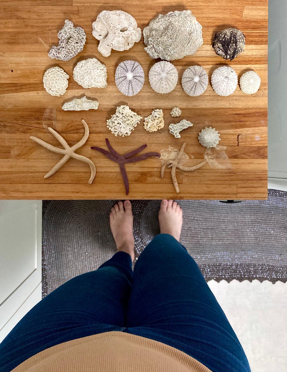brunapoats's tweet image. I came back home with just the essentials...
#Echinoderms #Corals #Algae #Starfish