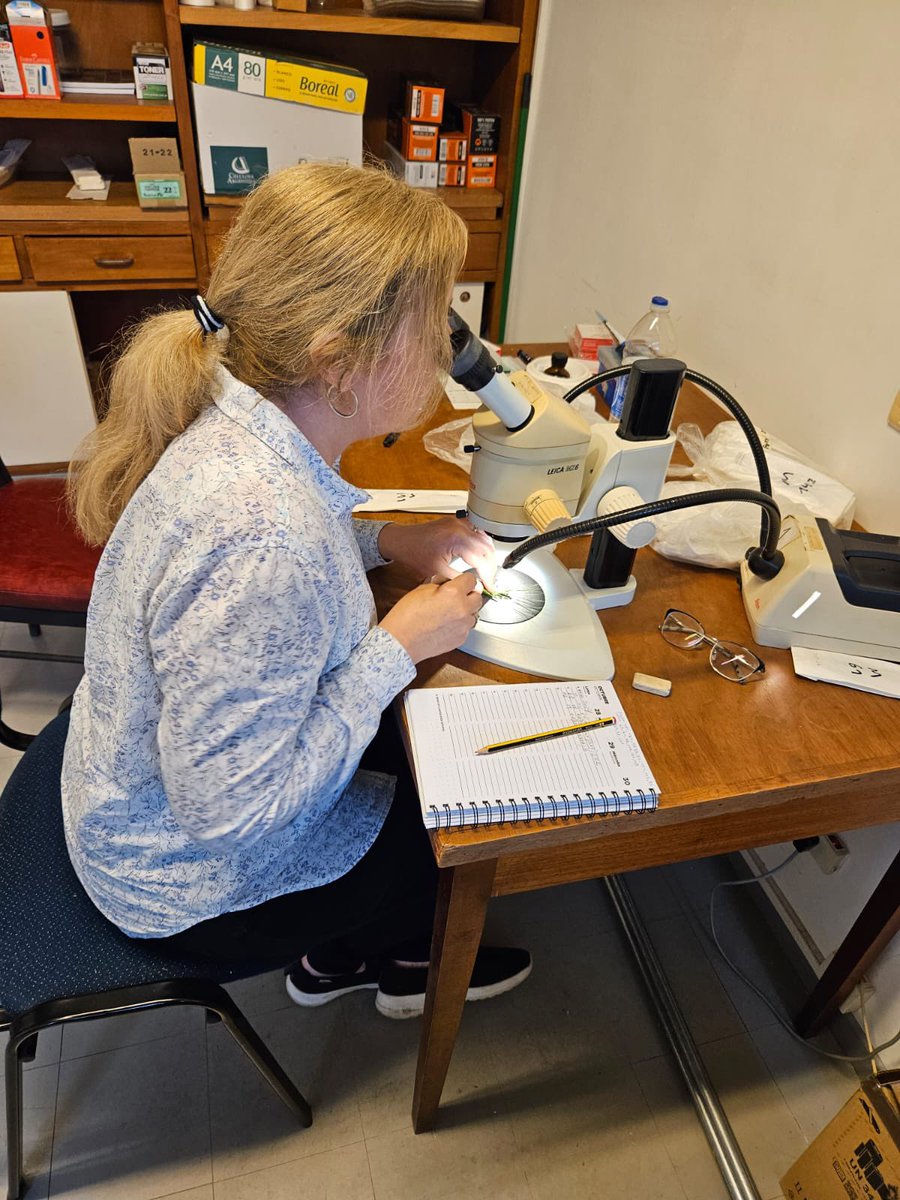 GrupoEcofisPerg's tweet photo. 🌾 ¡Llegó la antesis de trigo! 

Estamos en pleno trabajo de campo y laboratorio: 
- Midiendo la fertilidad de las espigas - Contando flores fértiles 🌸
- Evaluando la viabilidad del polen.

¡Todo listo para optimizar el rendimiento!

📍@IntaPergamino https://t.co/NKrqkqUBWv