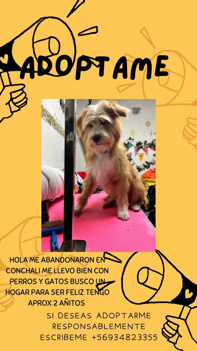 Evelyn_Torres_h's tweet photo. Perrito en adopción , le darías una oportunidad ?? Rt https://t.co/yt93WEmn6n