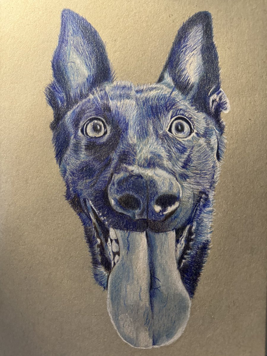 beccasdesignstx's tweet photo. Blue boy! 💙

A little monochromatic experimenting for your feed😌 Might be a new fav! Black and white or color monochrome??? 

#beccasdesigns #art #artist #coloredpencil #monochrome #blue #belgianmallinois #petdrawing #giftidea #smallbusiness #dog https://t.co/zkqFlwGF92