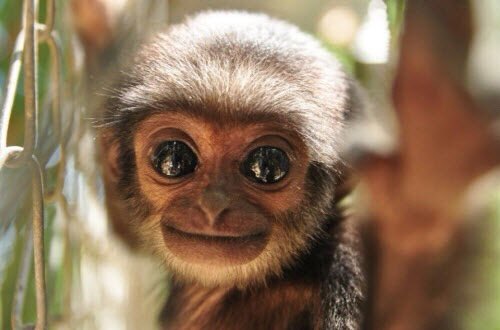 HAPPY INTERNATIONAL GIBBON DAY!!!!!!!!!!! #InternationalGibbonDay