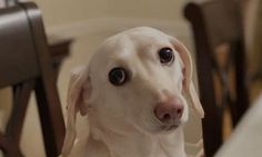 MightyTheseus 🇺🇲🇬🇷 tweet media