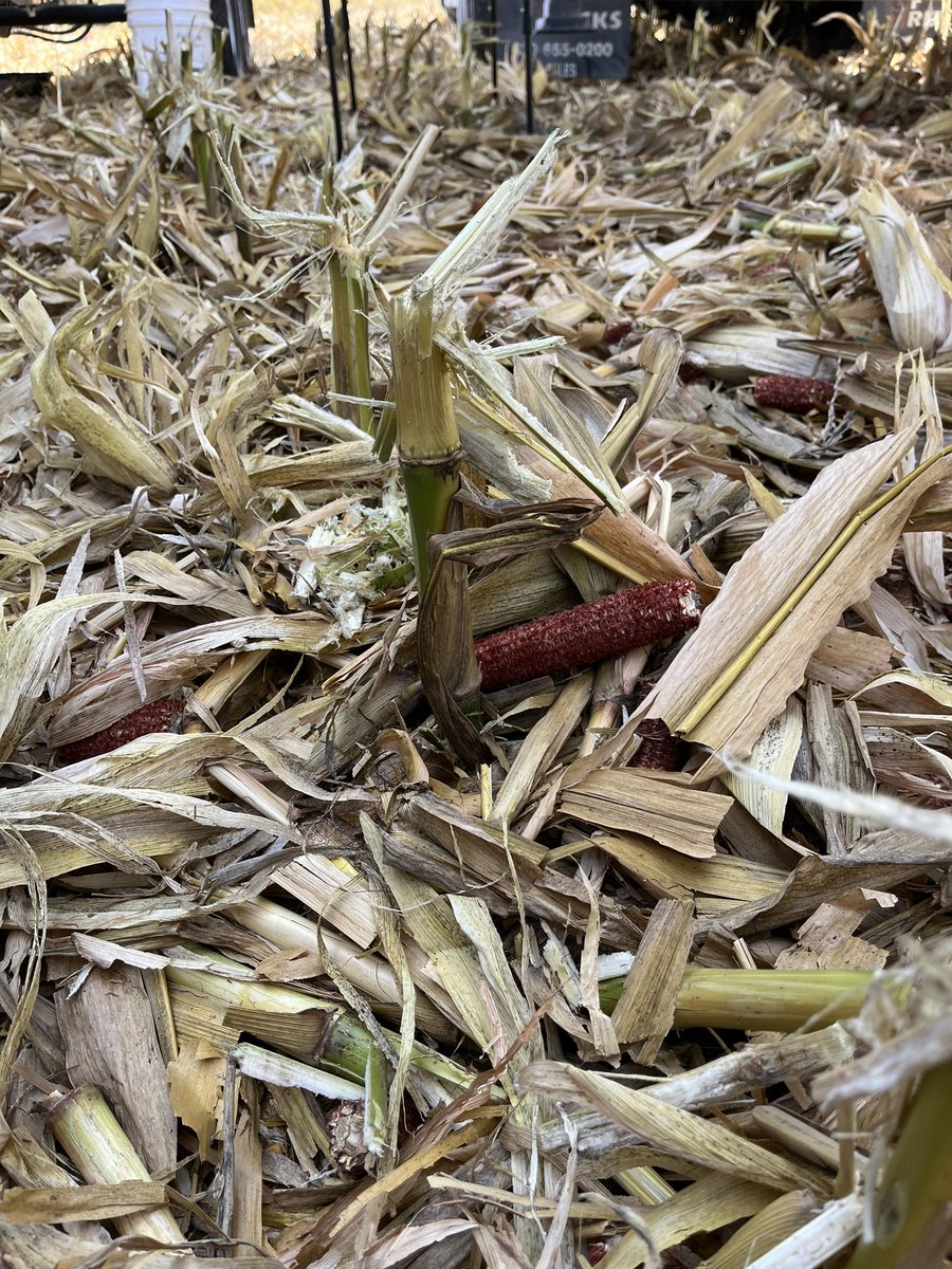 Great high yield plot in Vigo Co, IN. 217-01 taking top spot at 295.8 bu/a followed by 211-11, 214-78, 215-70 and 218-66 all within 10 bu. What a deep 💪 yielding elite lineup for <a href="/ChannelSeed/">Channel Seed</a>  in Indiana!  Thanks to Sycamore Ag!  Love to see green stalks and dry 15% corn!